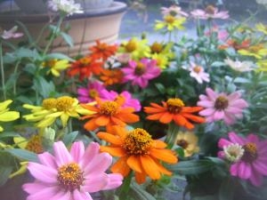 ジニア！！｜「花苑アイチ」　（京都府向日市の花キューピット加盟店 花屋）のブログ