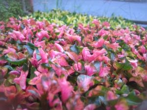 アキランサス｜「花苑アイチ」　（京都府向日市の花キューピット加盟店 花屋）のブログ