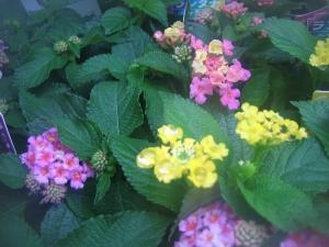 ランタナ｜「花苑アイチ」　（京都府向日市の花キューピット加盟店 花屋）のブログ