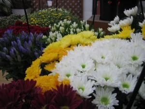 切り花！！｜「花苑アイチ」　（京都府向日市の花キューピット加盟店 花屋）のブログ