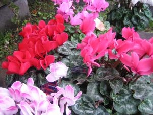 シクラメン！！｜「花苑アイチ」　（京都府向日市の花キューピット加盟店 花屋）のブログ