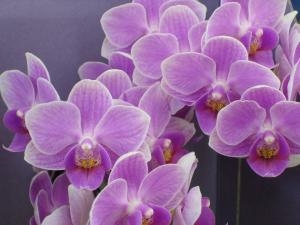 胡蝶蘭！！！|「花苑アイチ」　（京都府向日市の花屋）のブログ